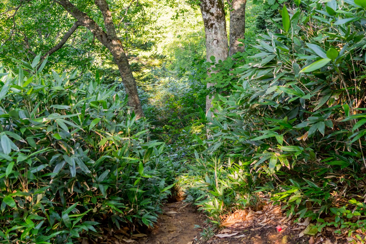 170827会津駒ヶ岳-025