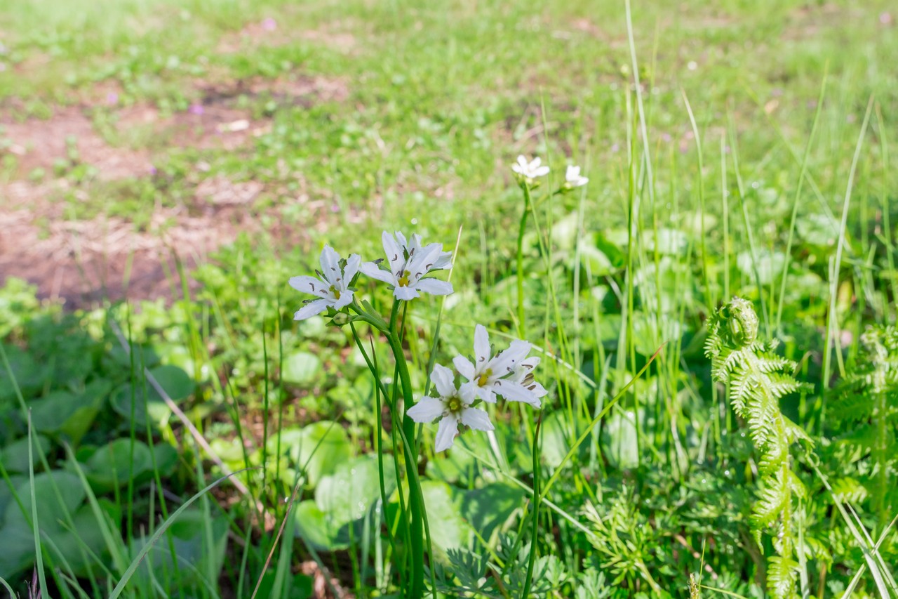 会津駒ヶ岳のイワイチョウ