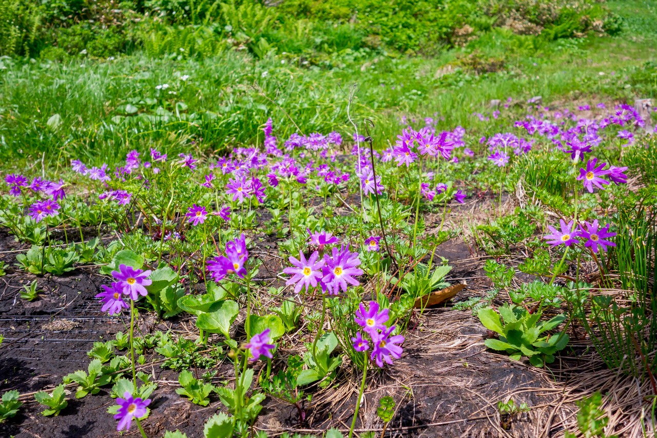 会津駒ヶ岳のハクサンコザクラ