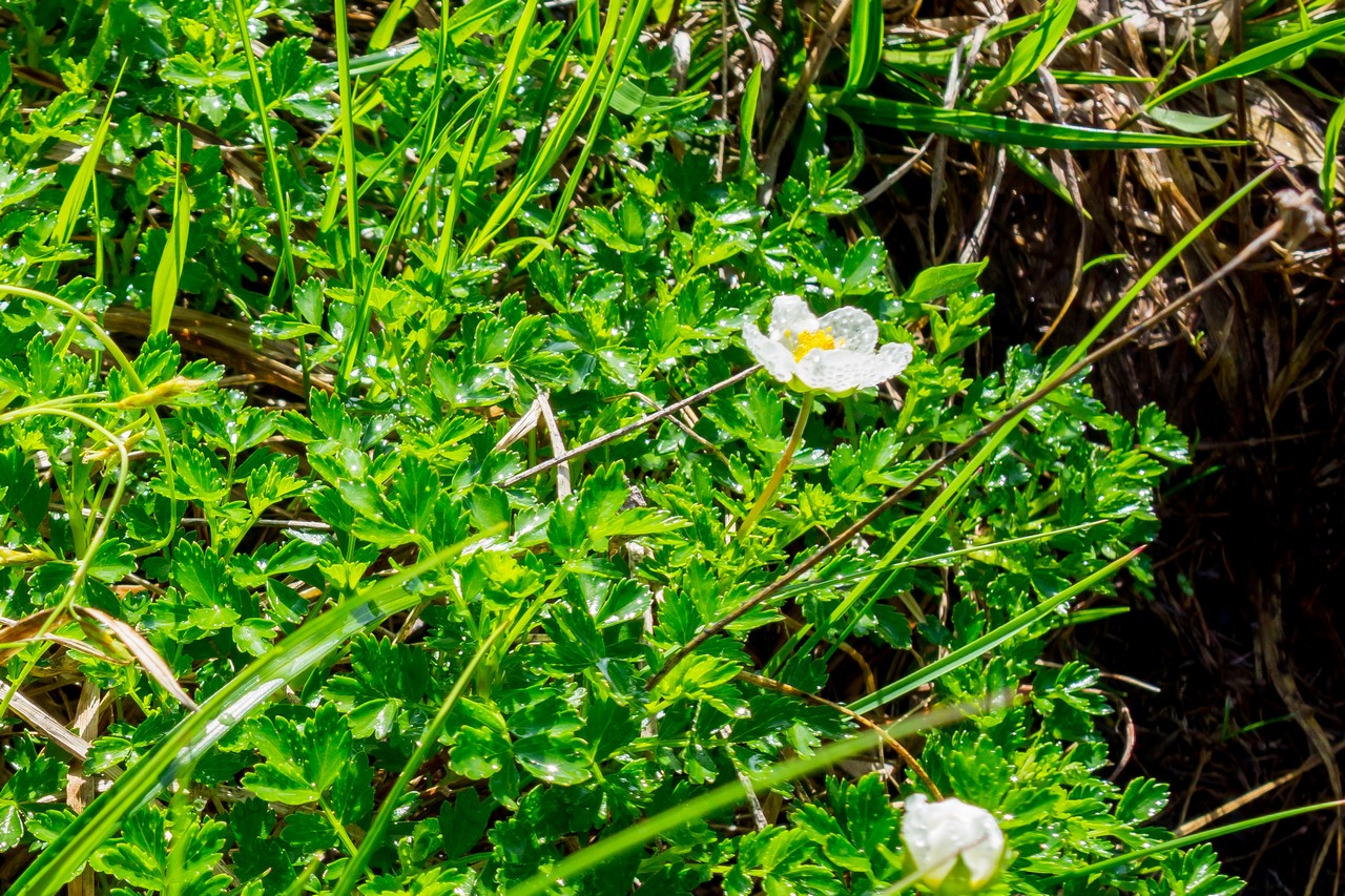 会津駒ヶ岳のチングルマ