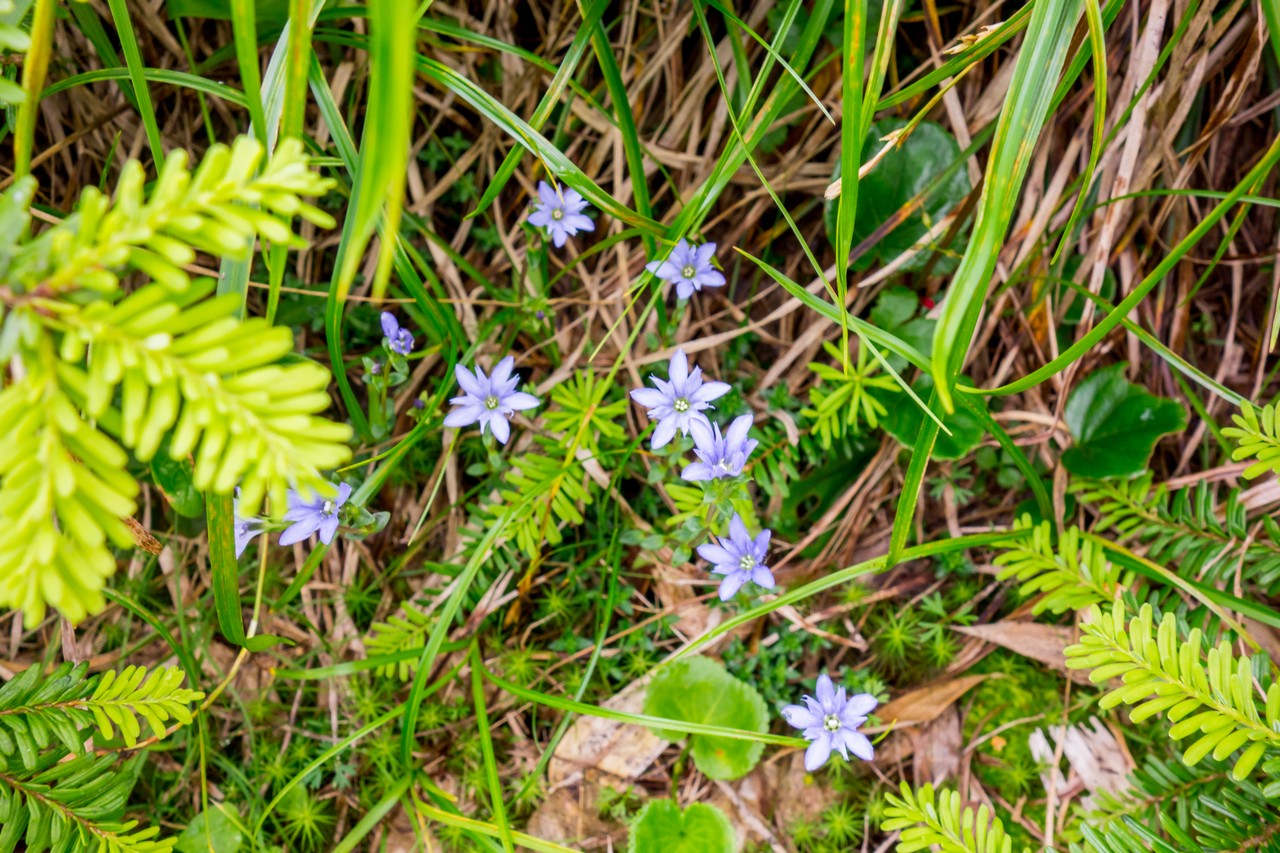 会津駒ヶ岳のミヤマリンドウ