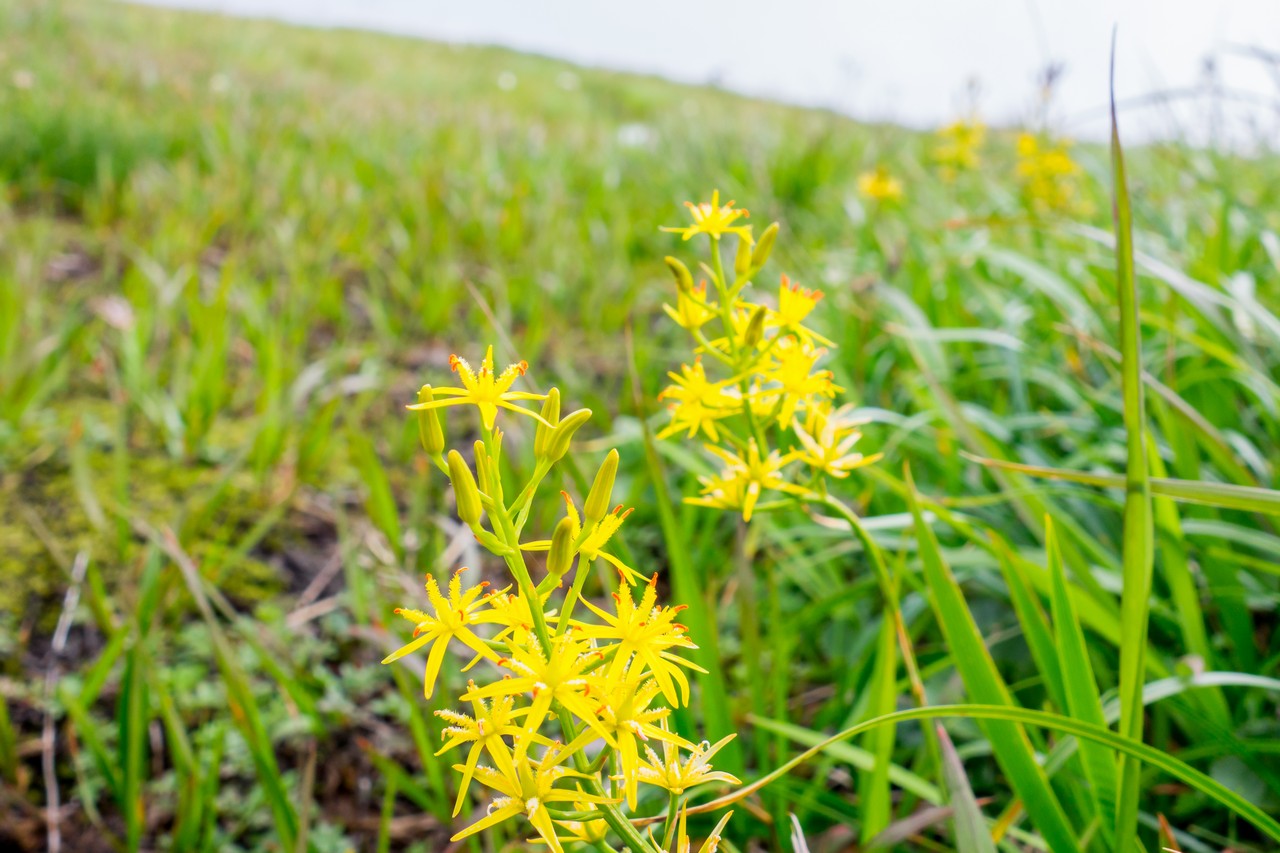 会津駒ヶ岳のキンコウカ