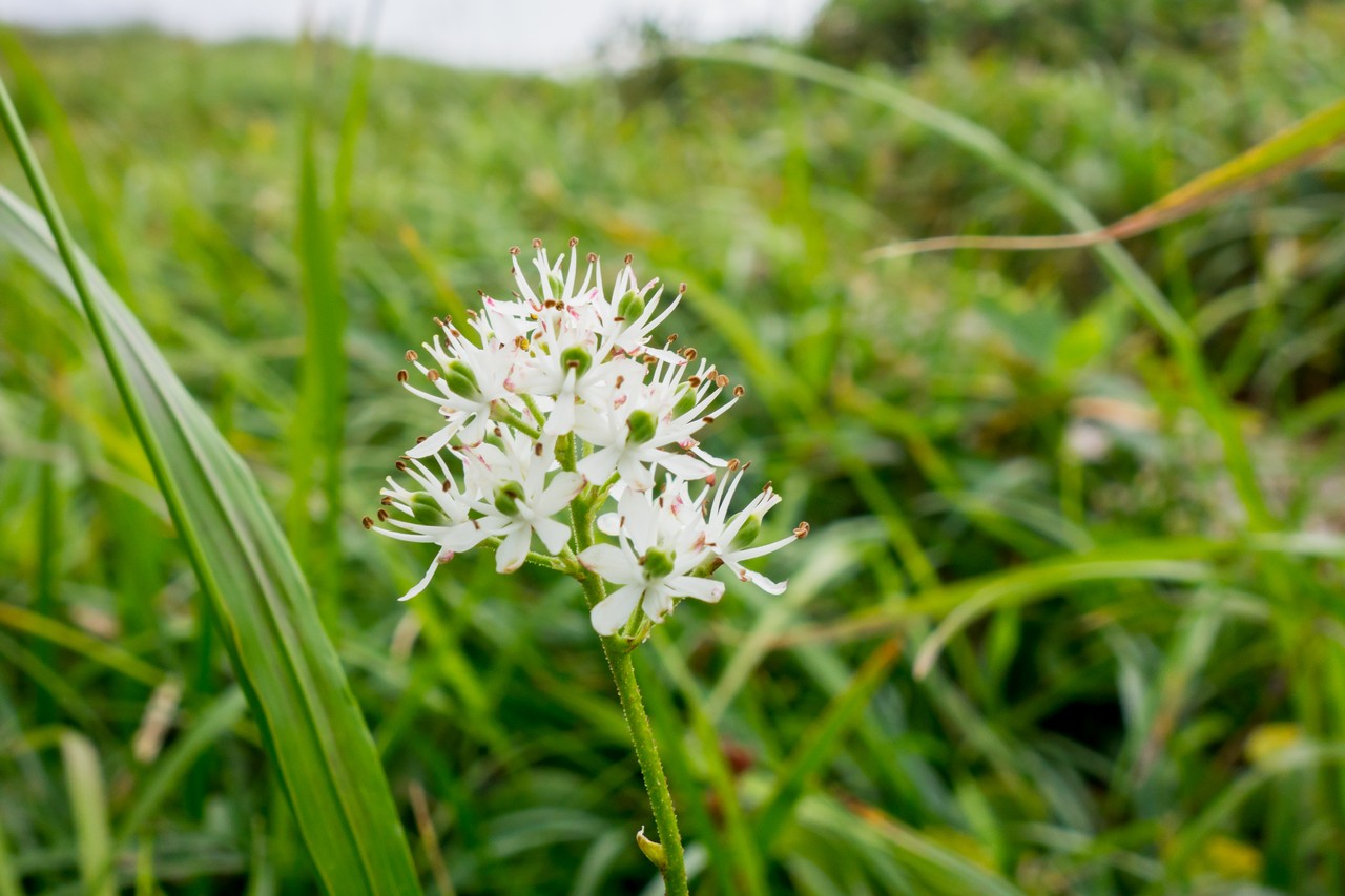 170827会津駒ヶ岳-063