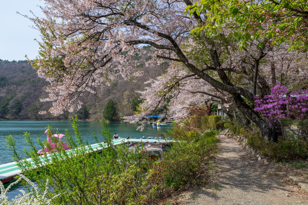 四尾連湖の桜