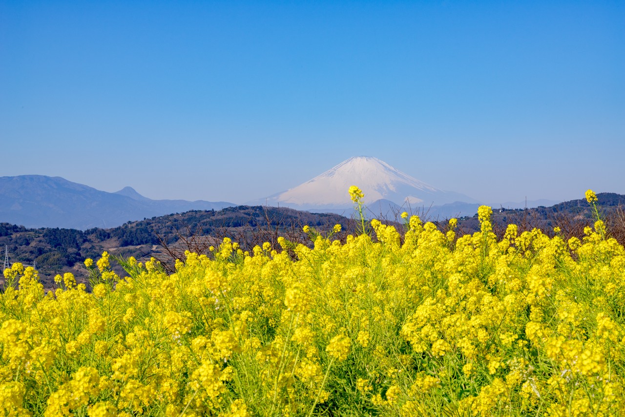 吾妻山公園から見た菜の花と富士山