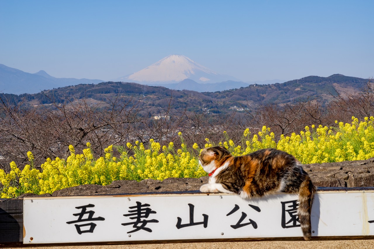 吾妻山公園の猫