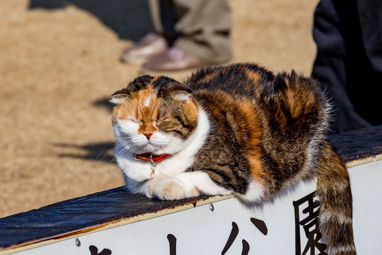 吾妻山公園の猫