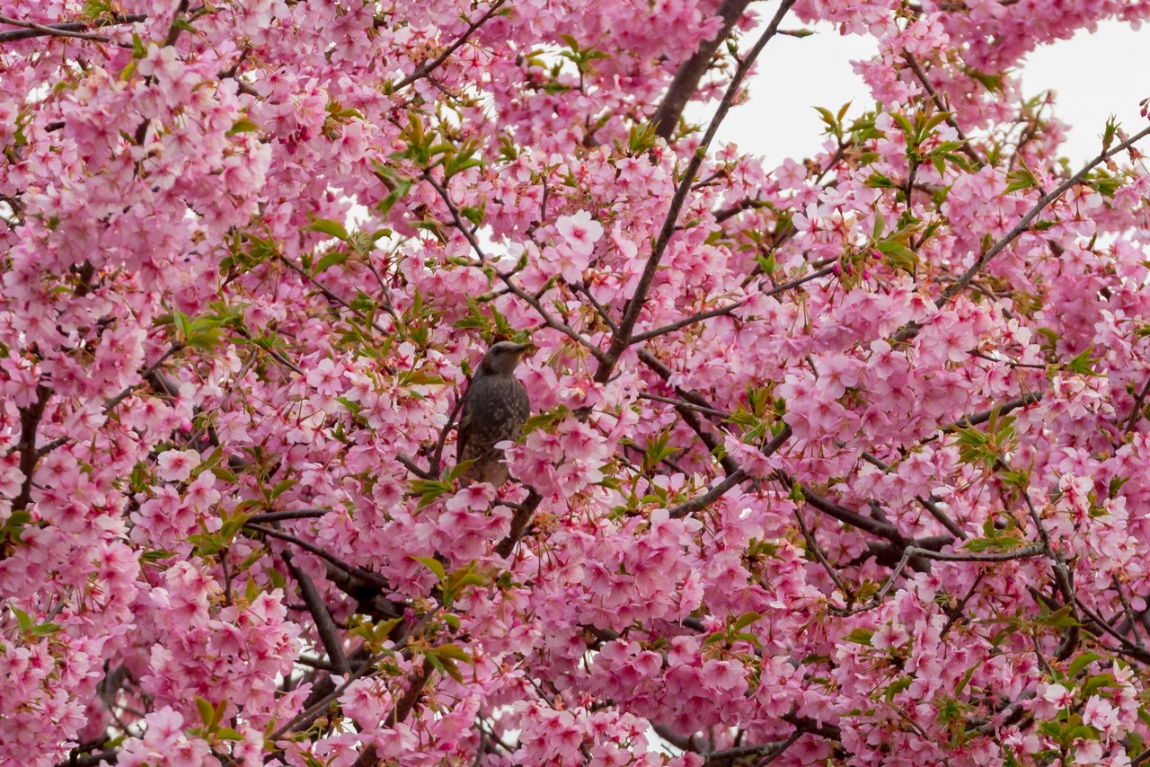 河津桜とヒヨドリ