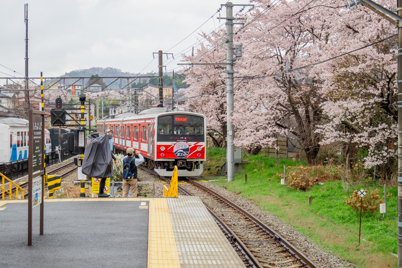 下吉田駅の桜