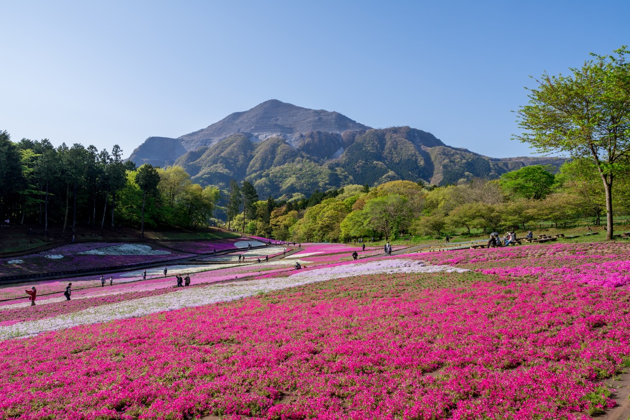 羊山公園　芝桜の丘から見た武甲山