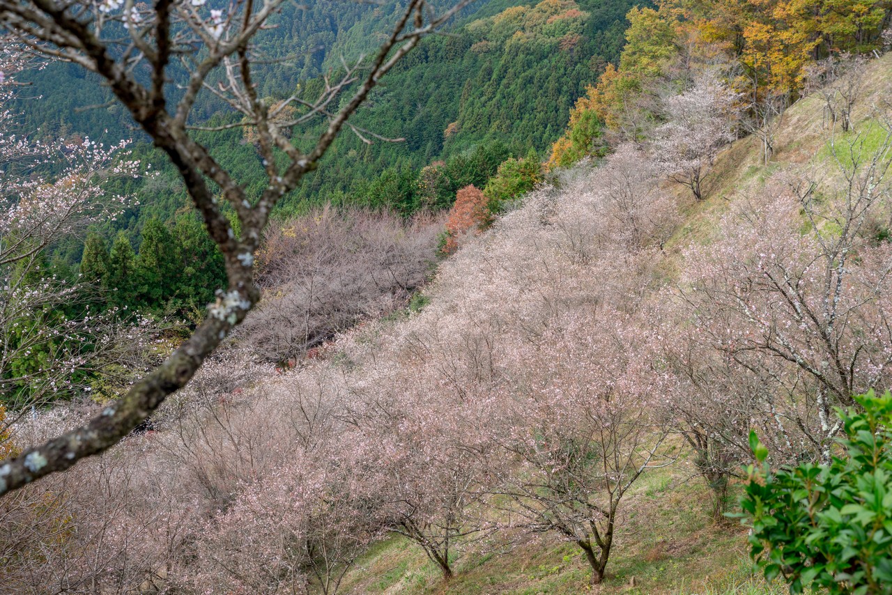 桜山の桜並木