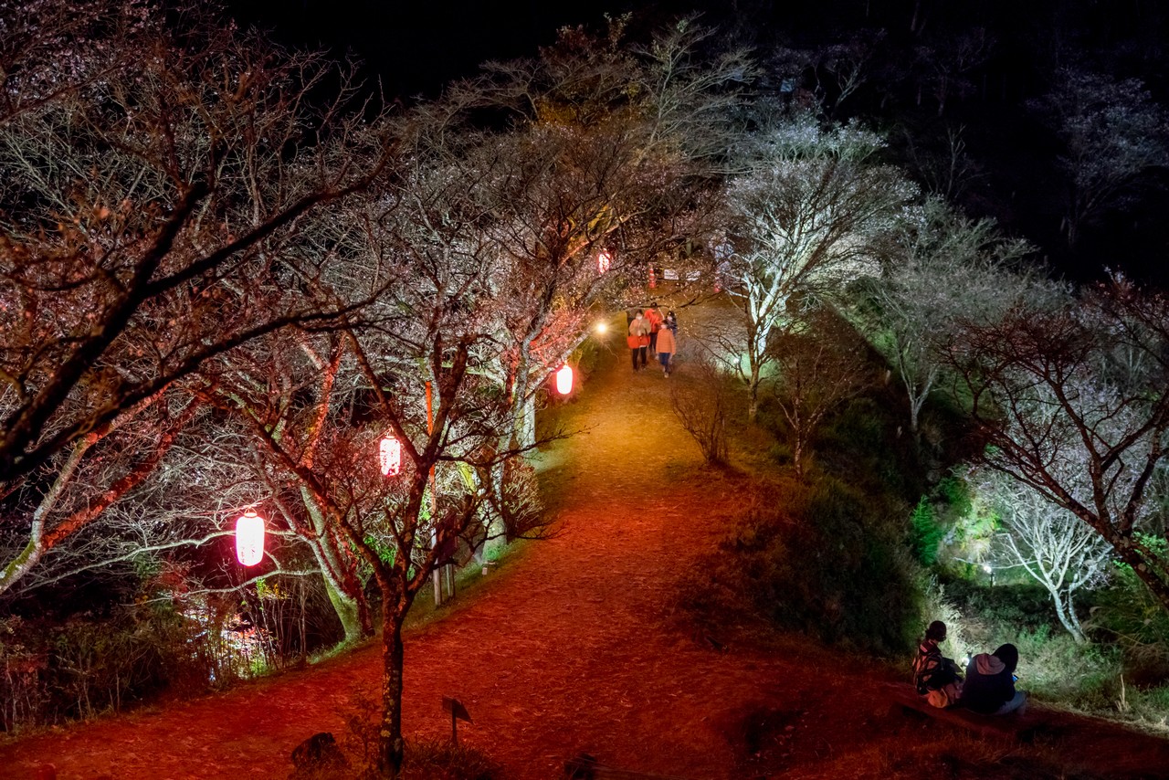 桜山のライトアップ