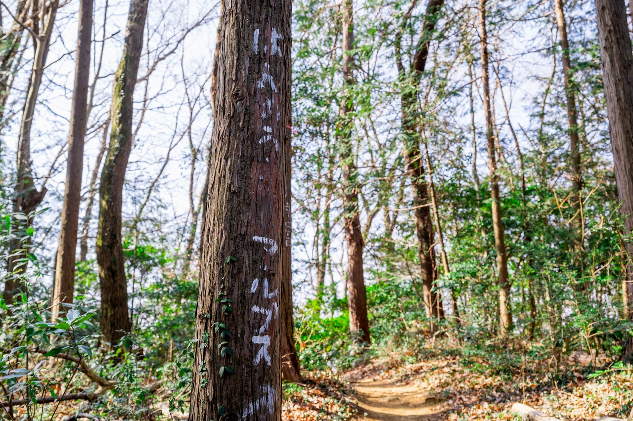 杉の木にペンキで書かれた飯能アルプスの案内