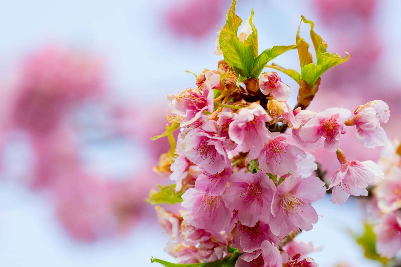 河津桜の花弁