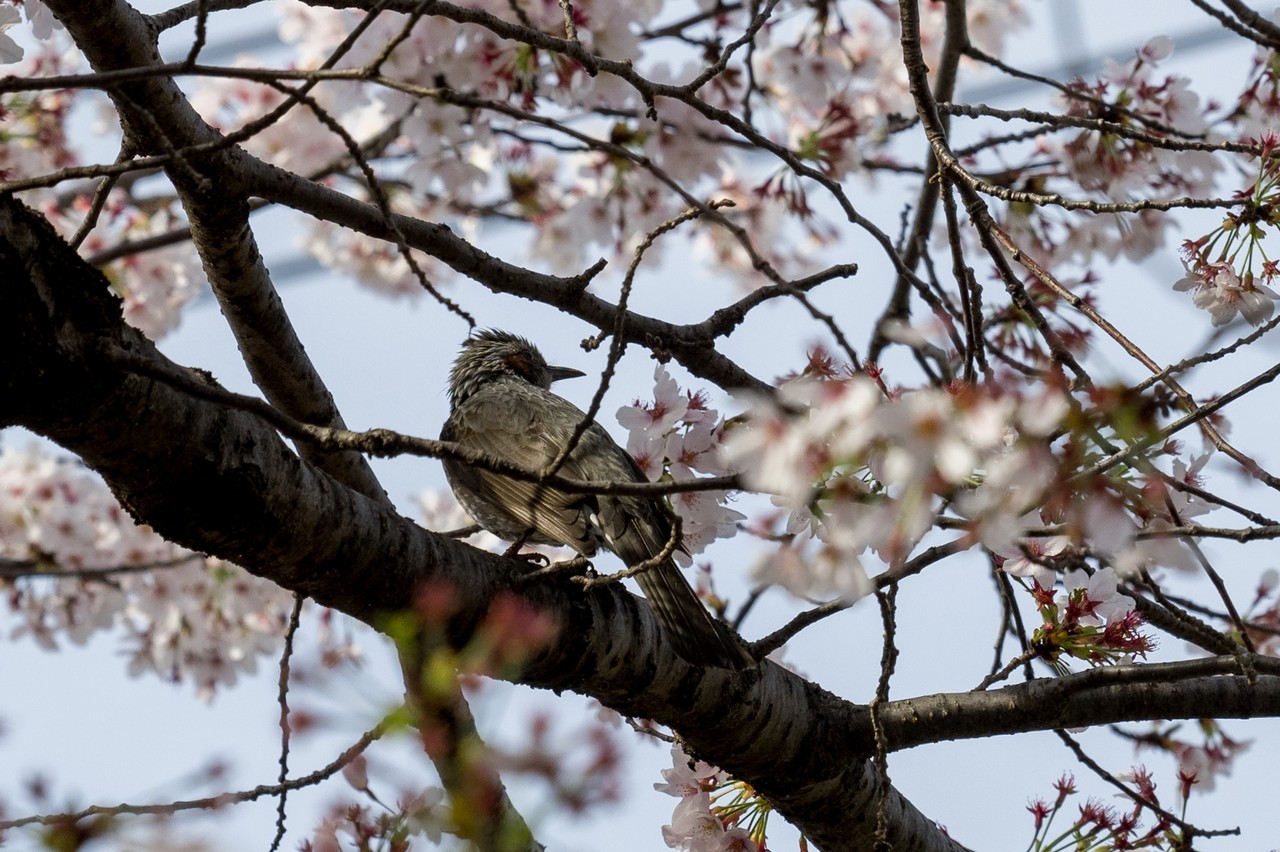 桜の木にとまるヒヨドリ