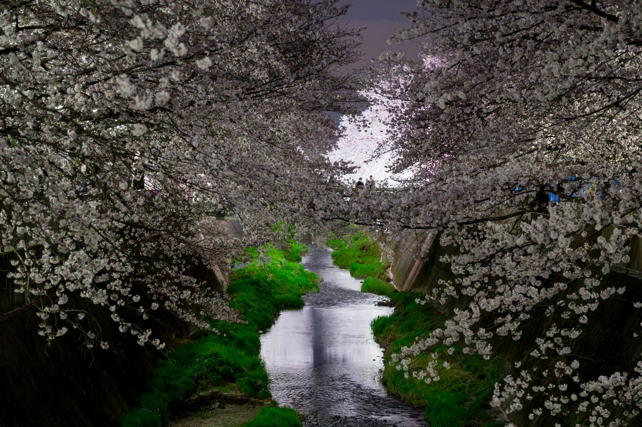 三沢川の夜桜