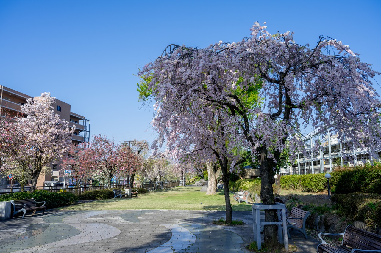 石和温泉駅の桜