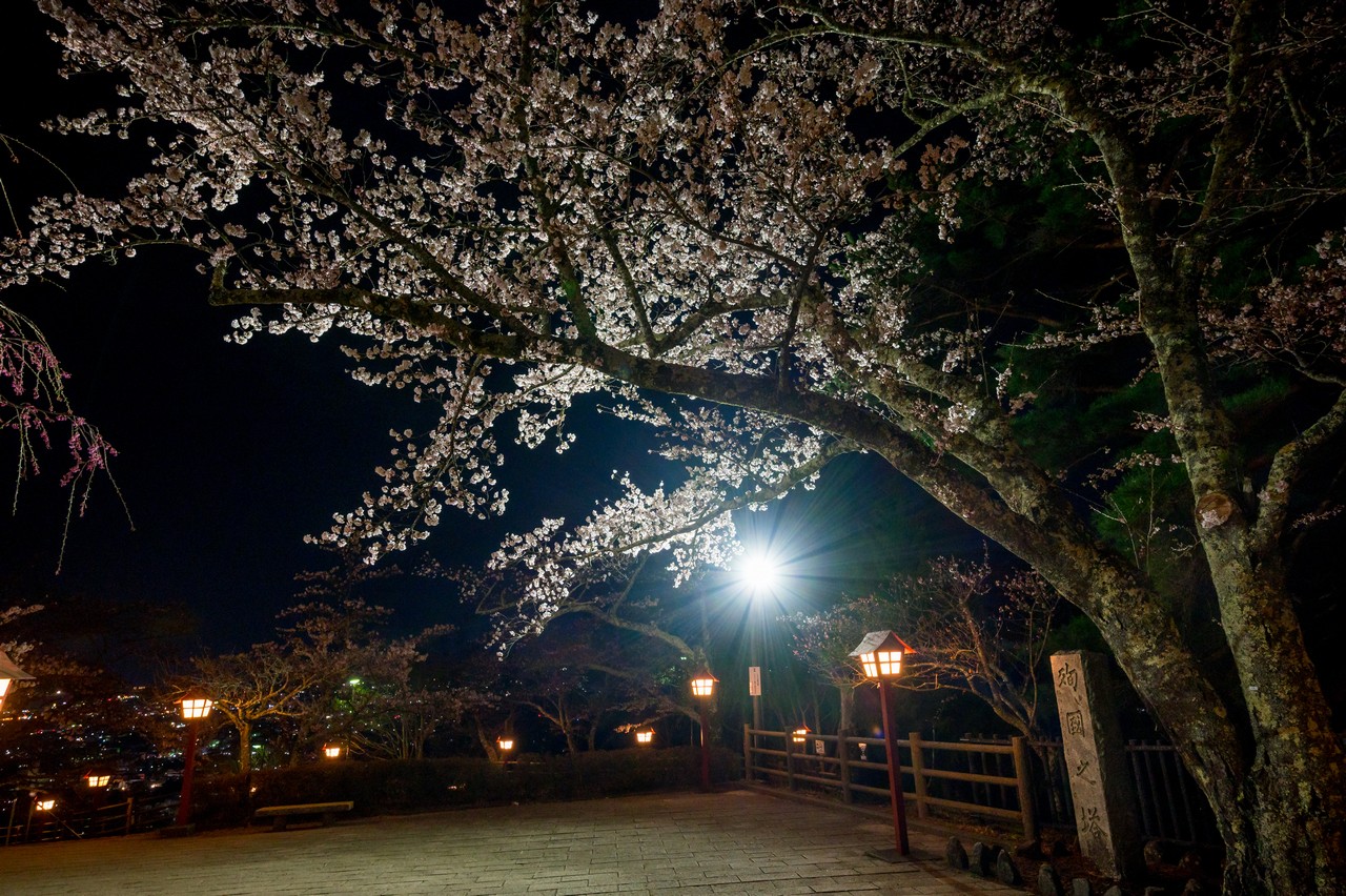新倉山浅間公園の夜桜