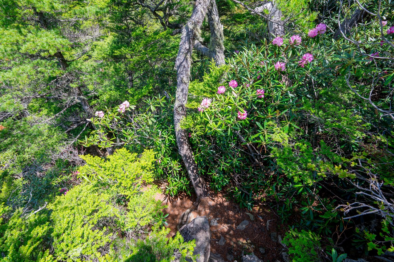 鶏冠山の稜線に咲くシャクナゲ