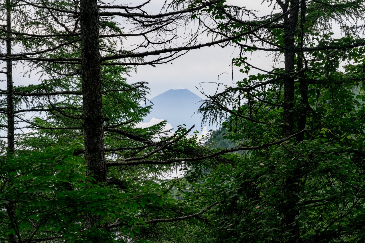 源氏山の登山道から見た富士山
