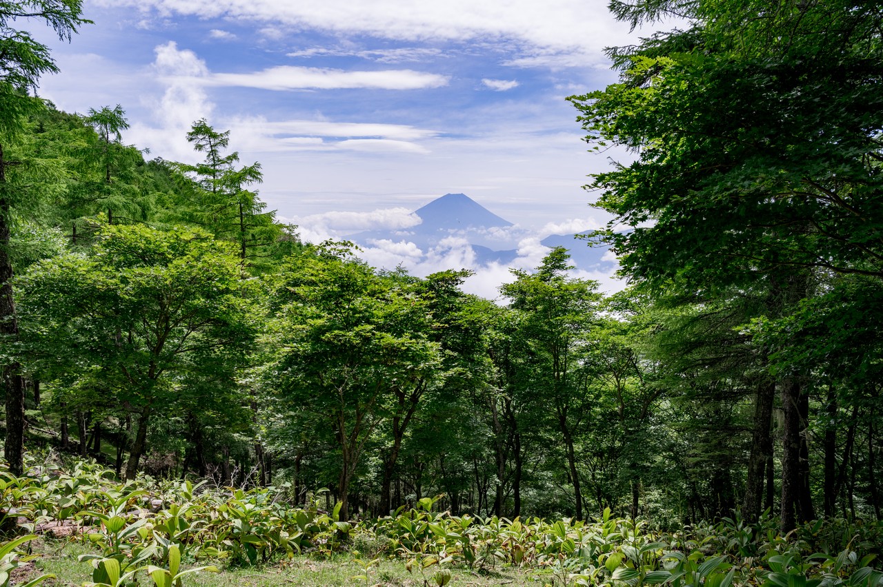 櫛形山から見た富士山