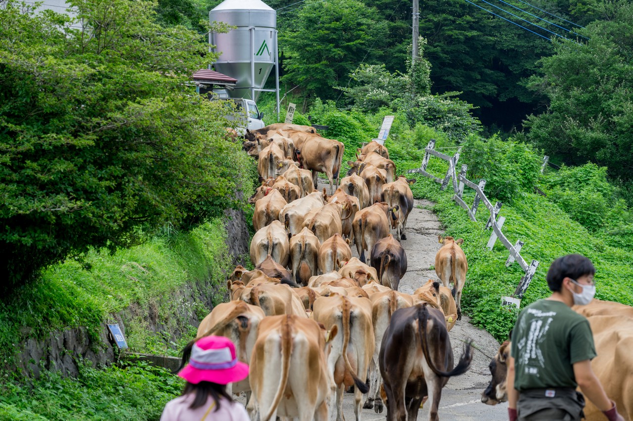 神津牧場の牛の行列