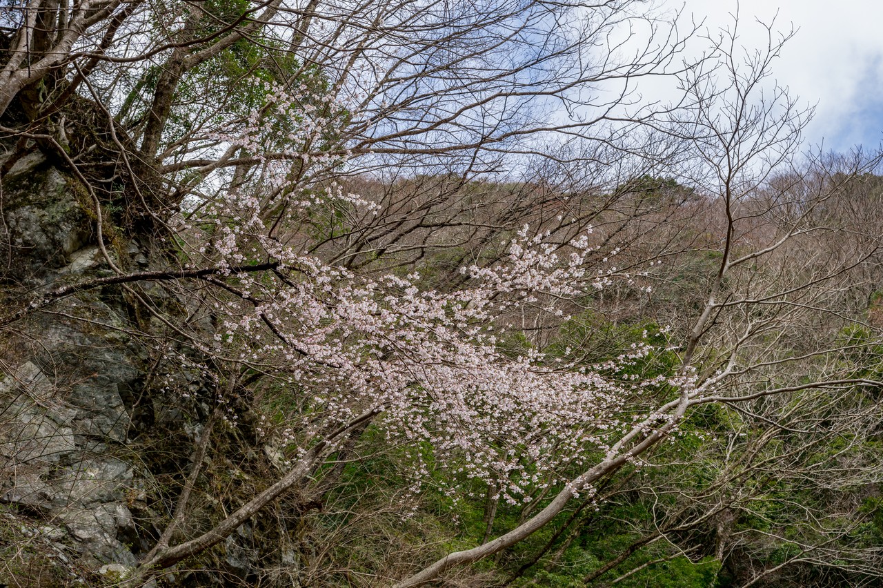 大又沢林道のマメ桜