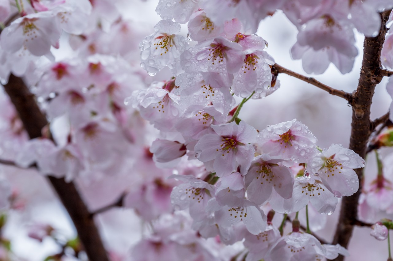 雨露が滴る桜の花弁