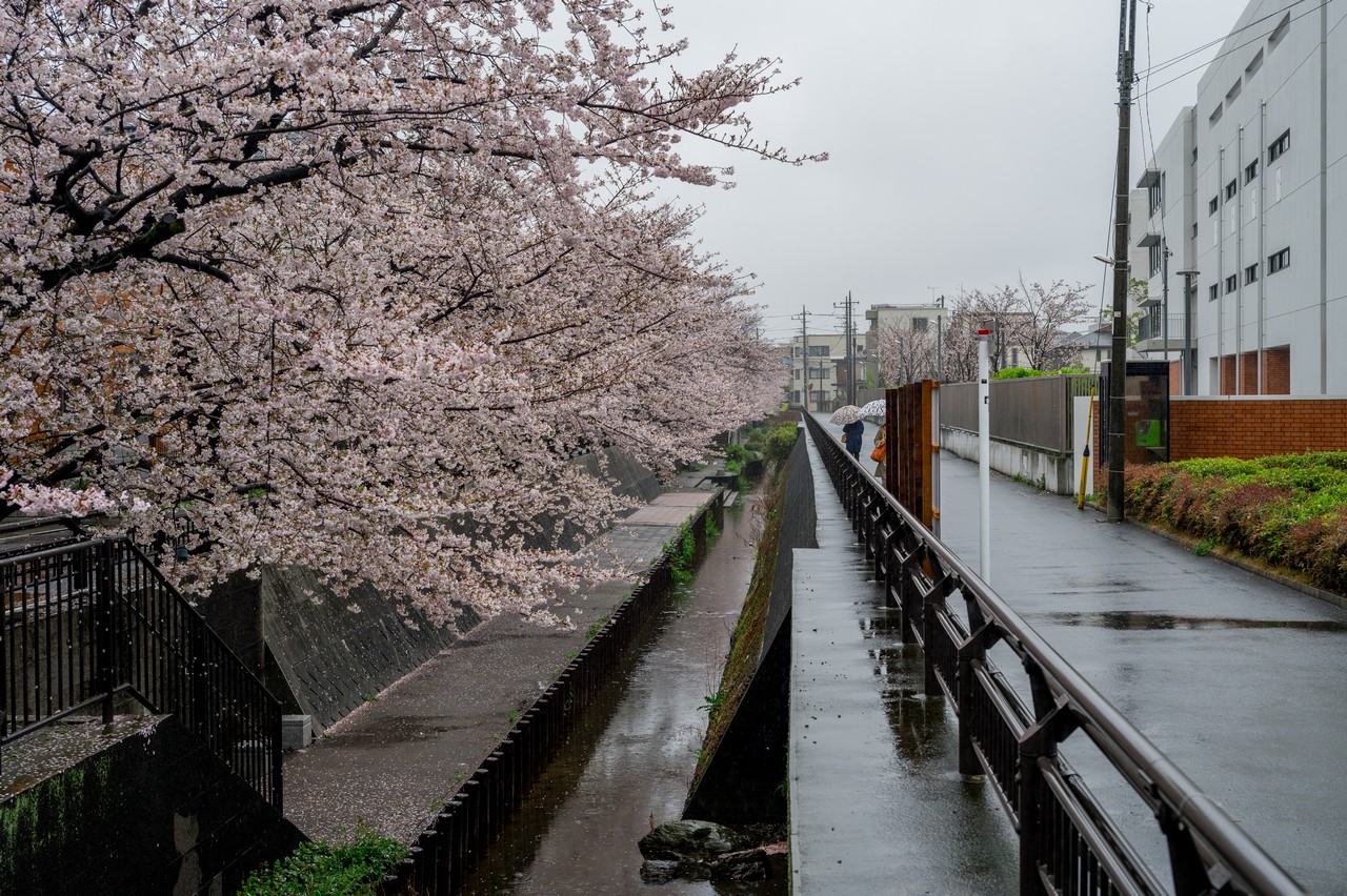 渋川沿いの桜並木