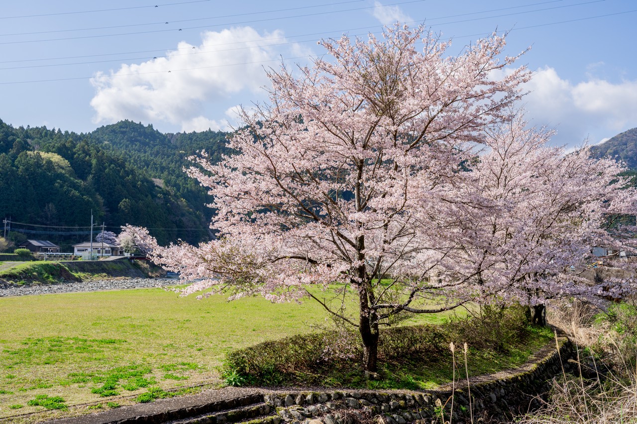 福士川の桜並木