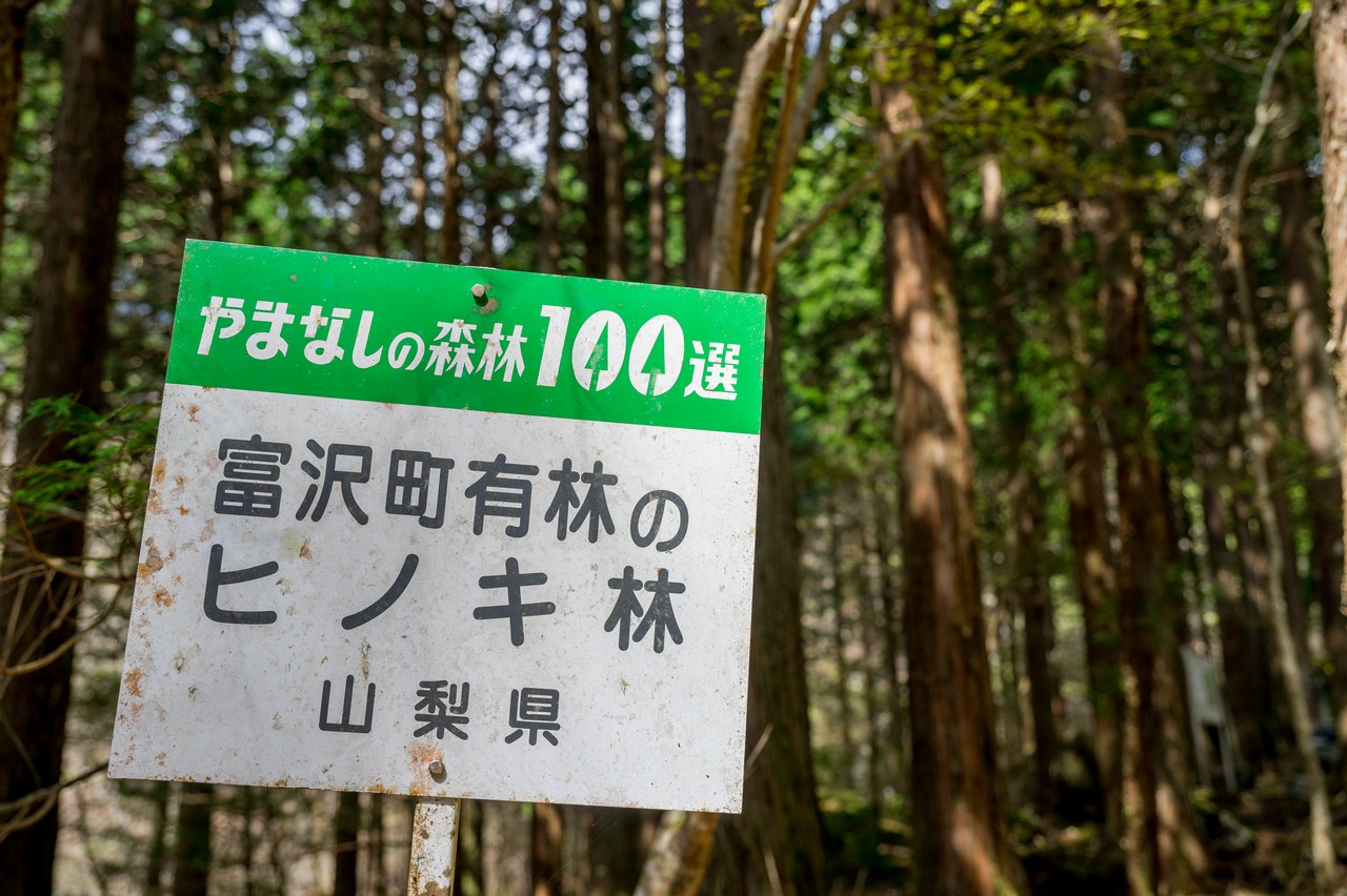 やまなしの森林１００選　富沢町有森のヒノキ林