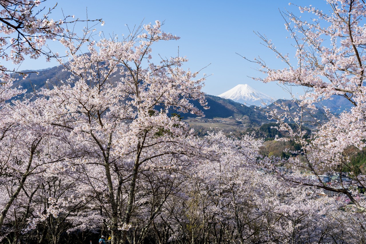 お伊勢山の桜