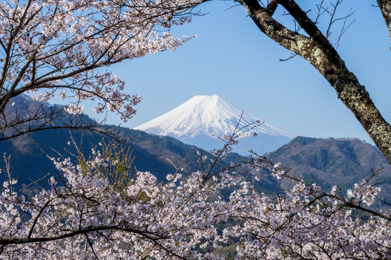 お伊勢山の桜と富士山