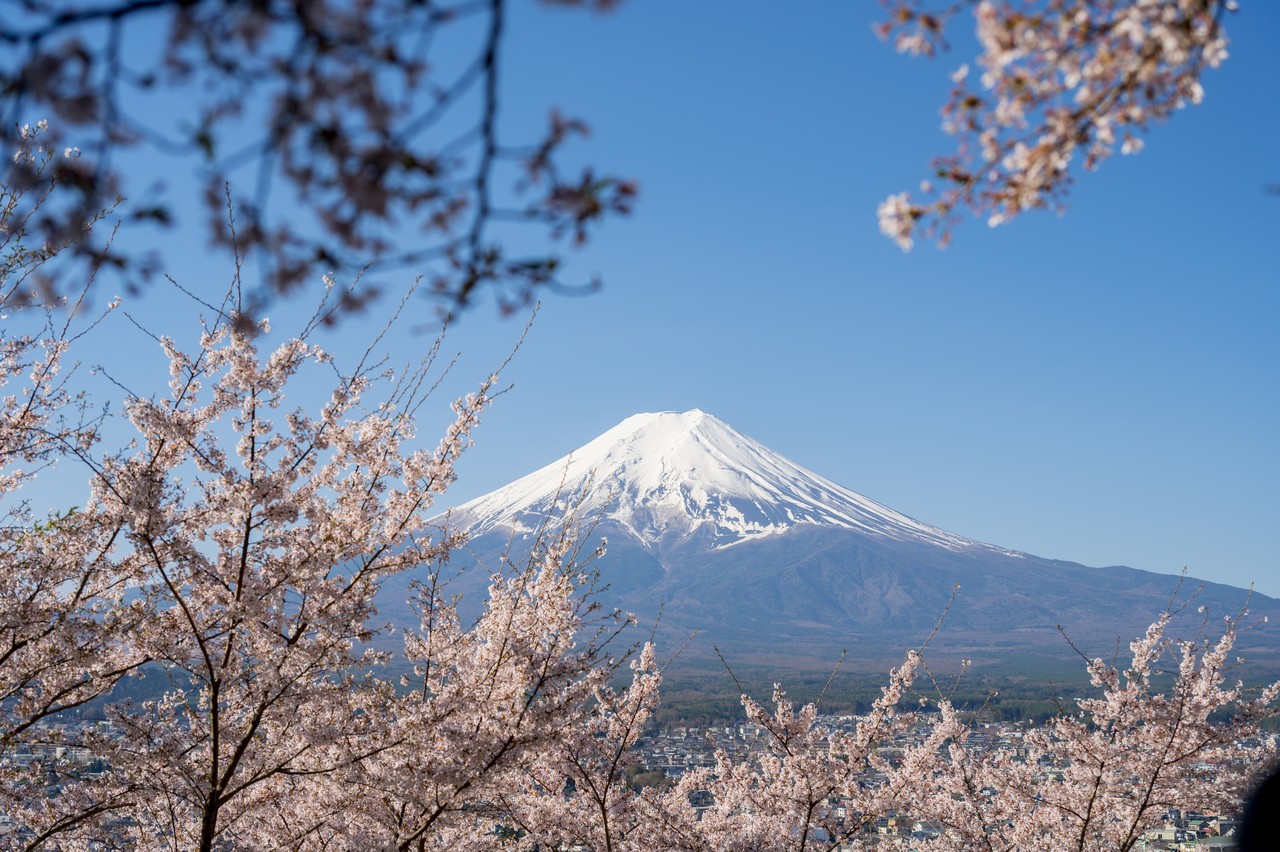 新倉山浅間公園から見た桜と富士山