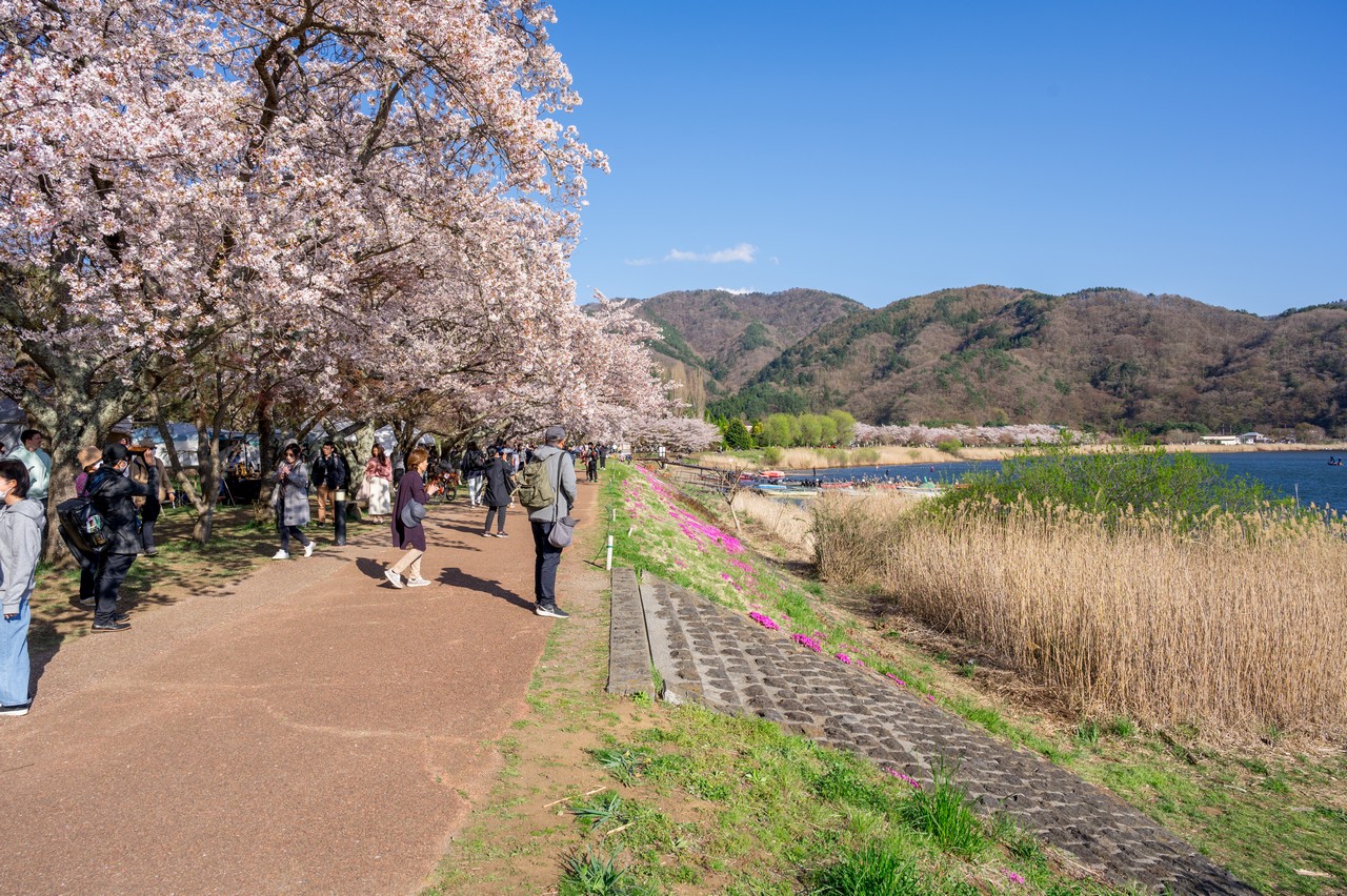 河口湖の桜並木