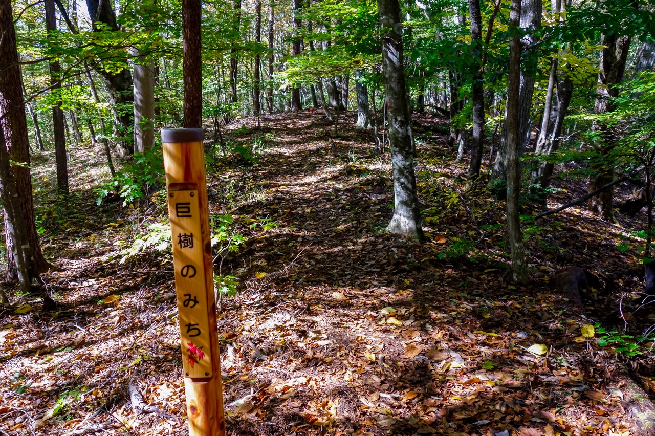 奈良倉山の巨樹の森