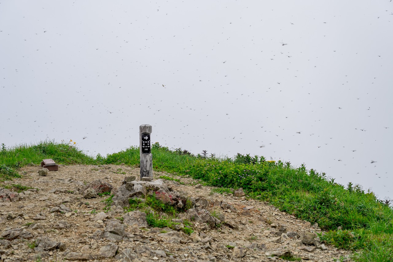 大量のトンボの覆われた茂倉岳の山頂