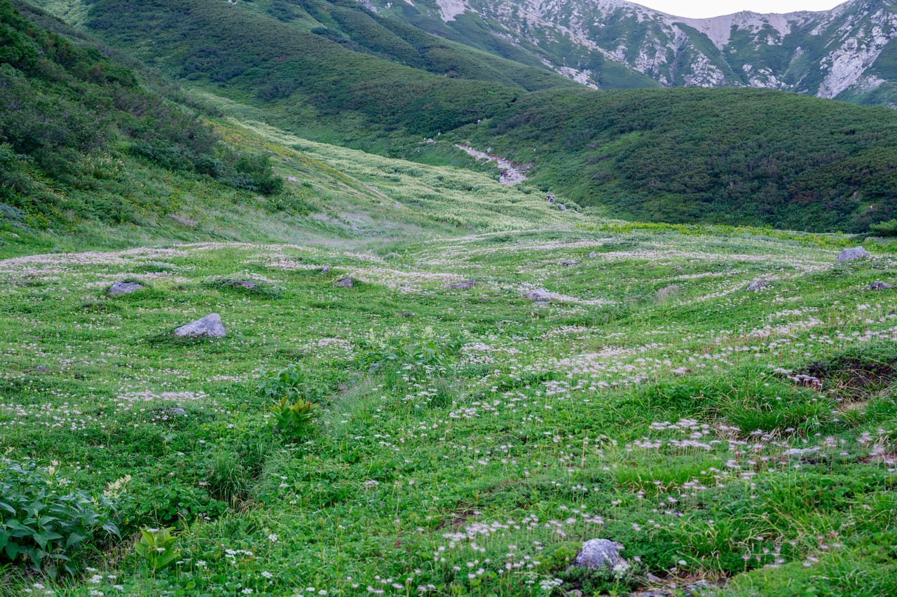 奥大日岳のチングルマ群生地