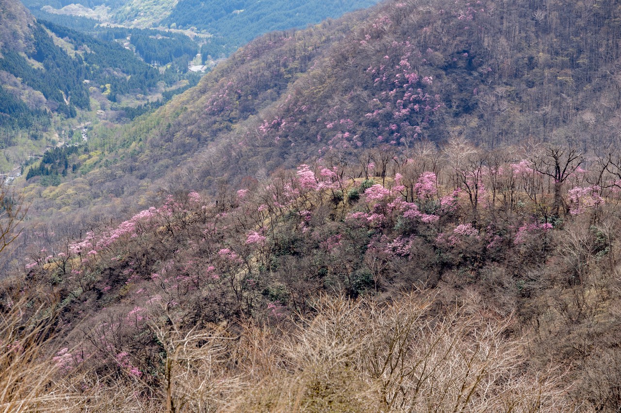 鳥居峠から見たアカヤシオ群生地