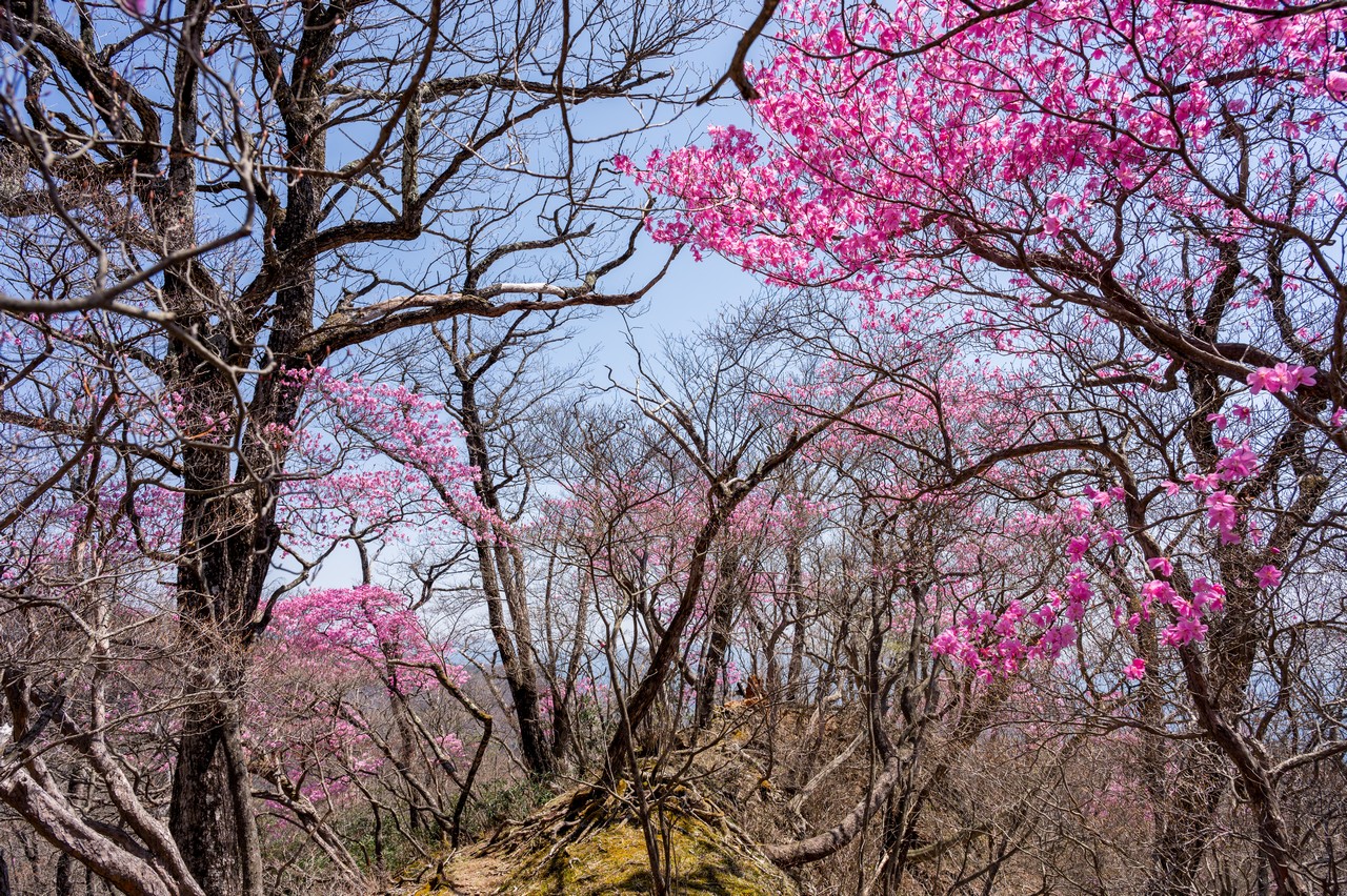 赤城山のアカヤシオ