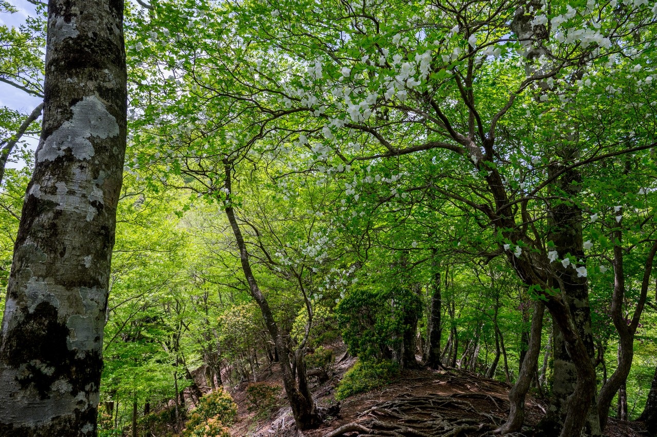 畦ヶ丸のシロヤシオ群生地