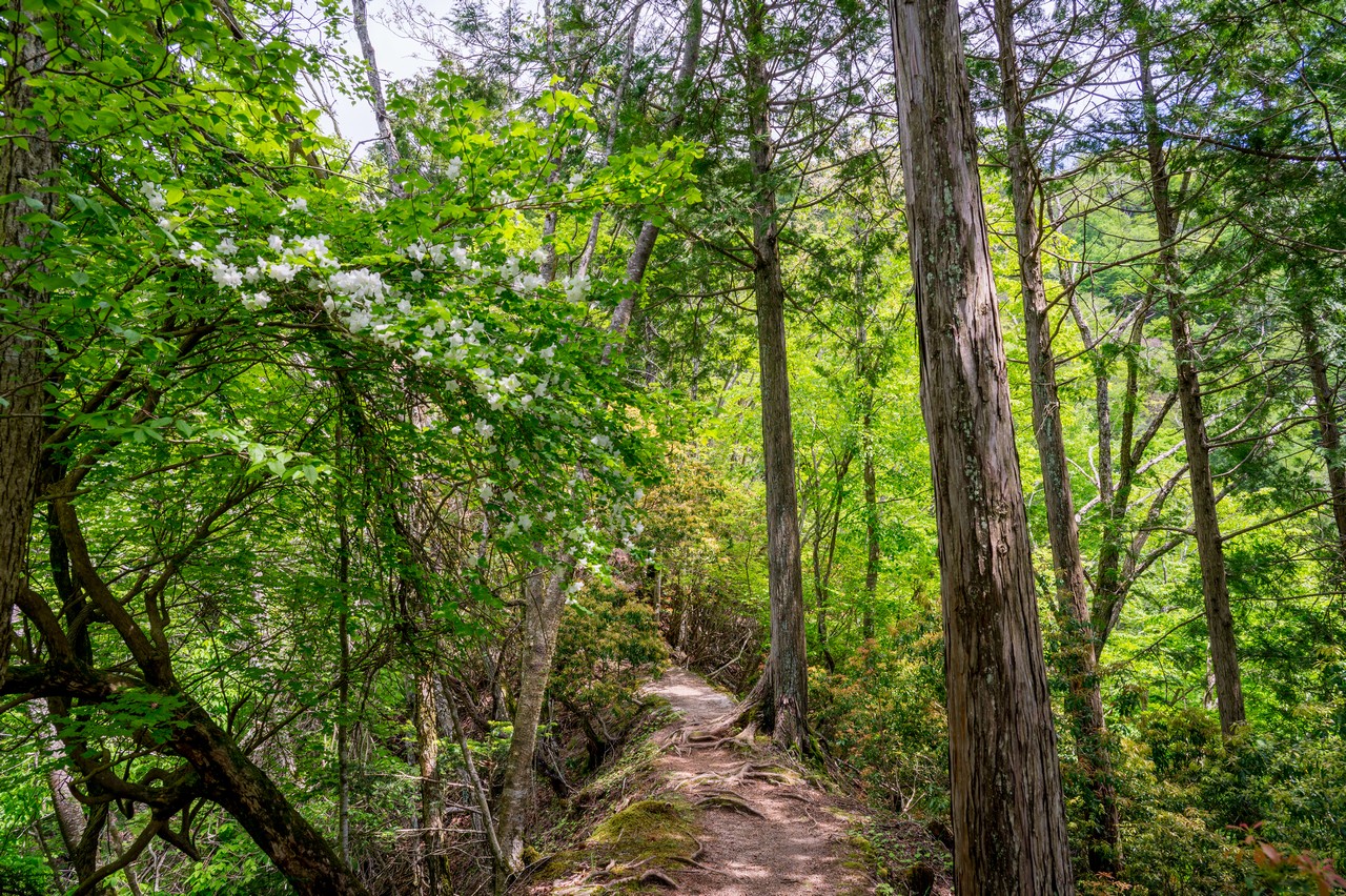 畦ヶ丸のシロヤシオ