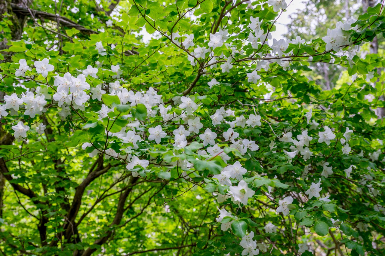 畦ヶ丸のシロヤシオ