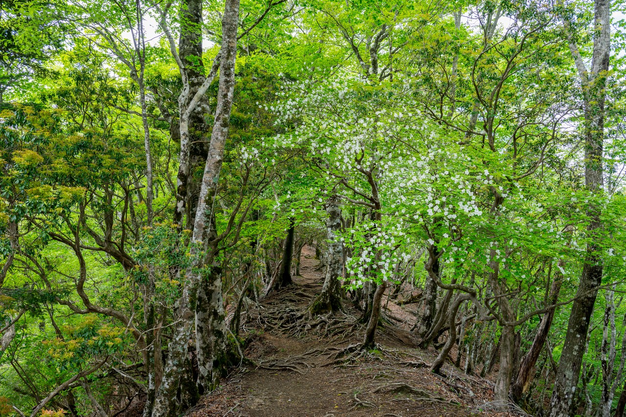 畦ヶ丸のシロヤシオ群生地