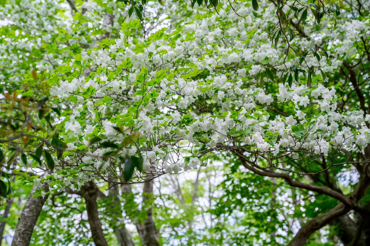 畦ヶ丸のシロヤシオ群生地