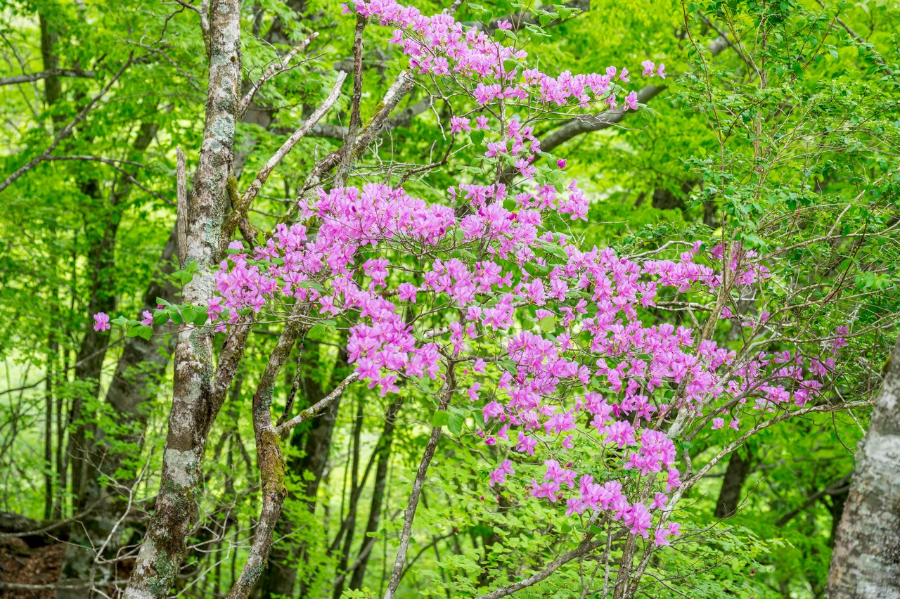 畦ヶ丸のトウゴクミツバツツジ