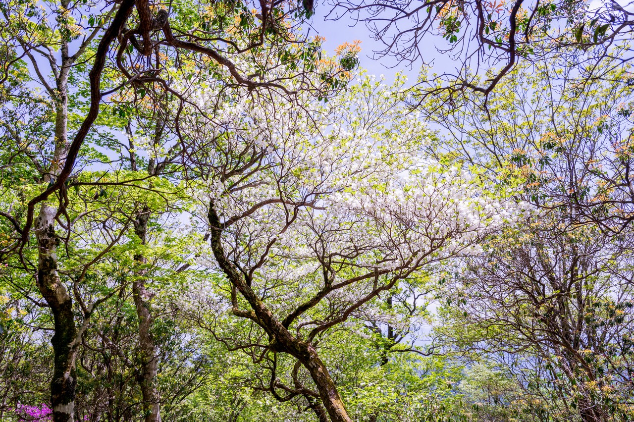 畦ヶ丸のシロヤシオ