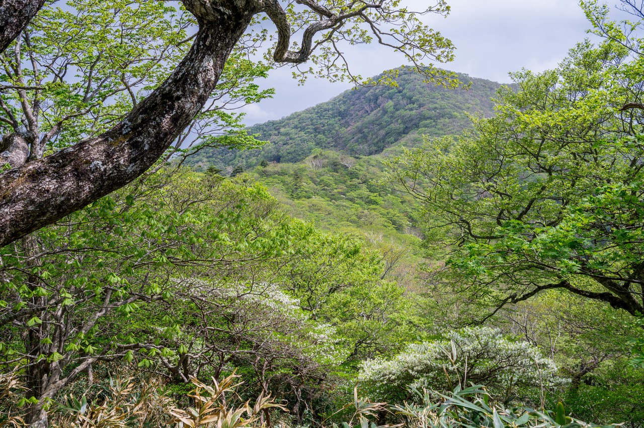 黒尾谷岳のシロヤシオ