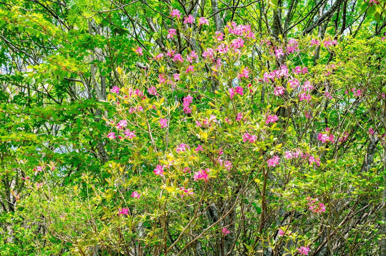 茶臼岳のムラサキヤシオ
