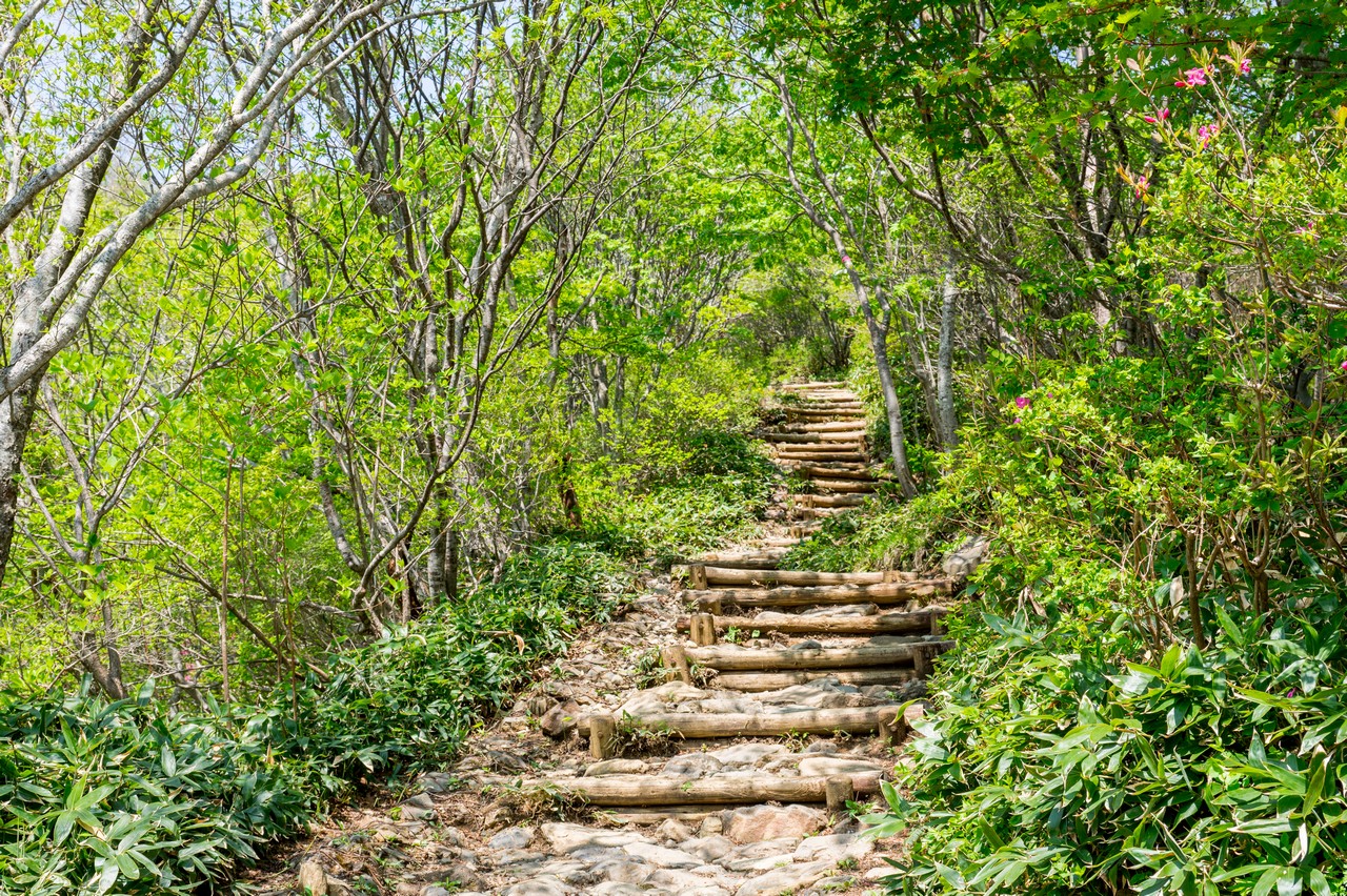 茶臼岳の登山道